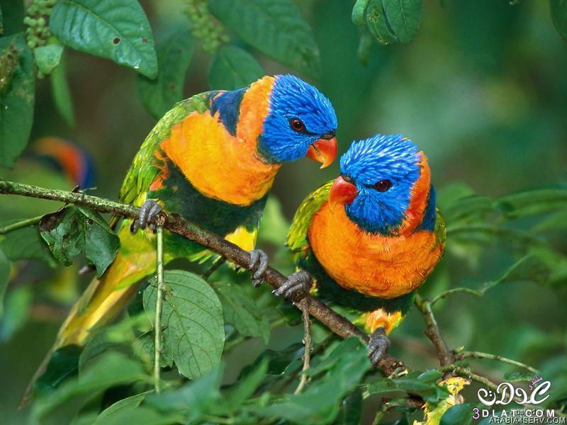 صور طيور غايه الوضوح 2024 صور طيور واضحه غايه الدقه 2024 صور طيور رائعه صور طيور جميل
