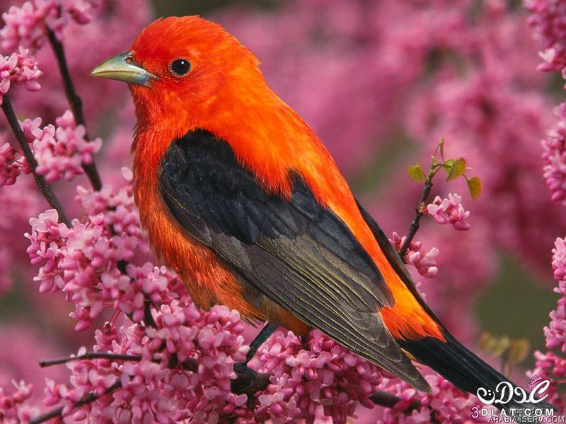 صور طيور غايه الوضوح 2024 صور طيور واضحه غايه الدقه 2024 صور طيور رائعه صور طيور جميل
