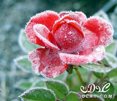 صور رائعة للثلج مع الورود,أزهار مع الثلج,ثلوج وورود,ثلوج ممتزجة بالورد,ثلوج مع الزهور