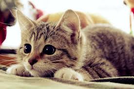 صور ا جمل القطط , احلى قطط صغيره قطط رقيقه , احلى صور للقطط , صور قطط حلو , قطط روعه