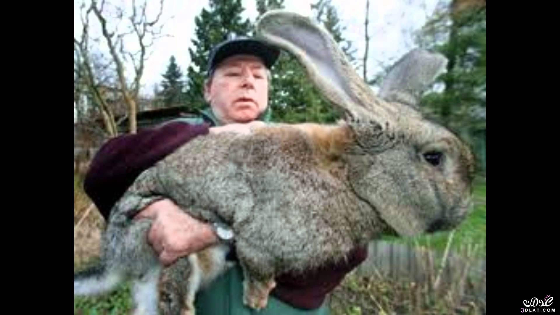 اكبر ارنب في العالم