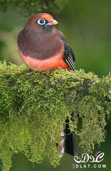صور طيور من الطبيعه 2024, صور طيور غريبة ,طيور بألوان جميلة