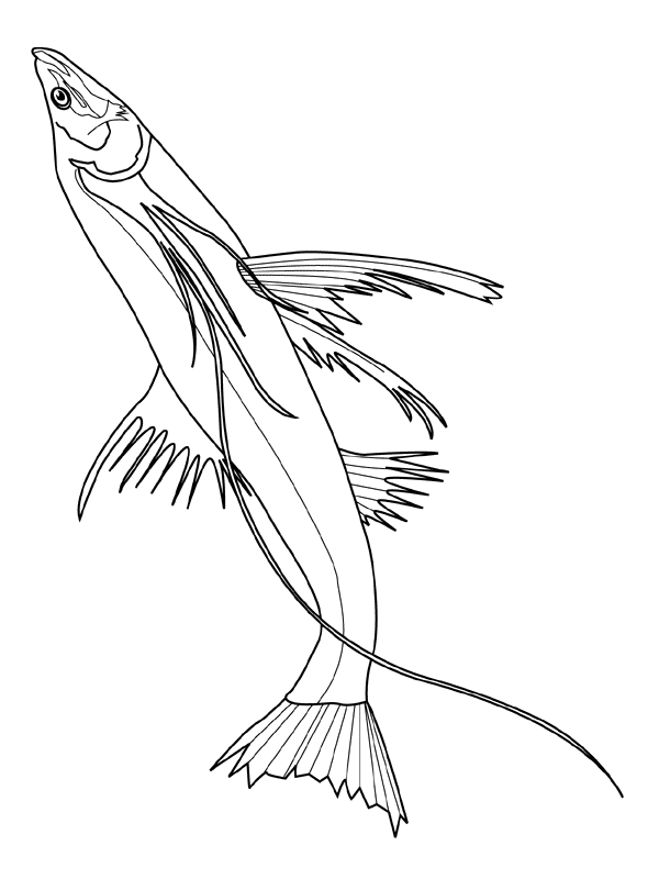 رسومات للتلوين ,رسوم سمك حصريه للتلوين 2024