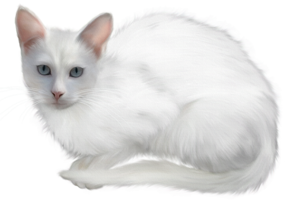 سكرابز قطط كيوت ، سكرابز للتصميم بدون تحميل ، صور قطط روعه برابط مباشر ٣