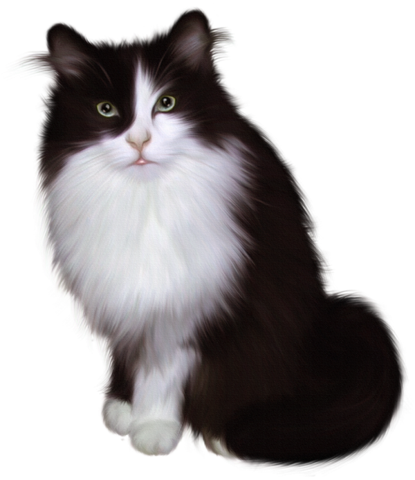 سكرابز قطط كيوت ، سكرابز للتصميم بدون تحميل ، صور قطط روعه برابط مباشر ٣