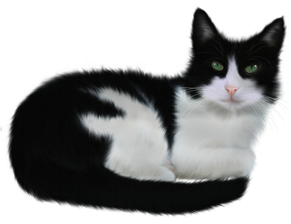 سكرابز قطط كيوت ، سكرابز للتصميم بدون تحميل ، صور قطط روعه برابط مباشر ٢