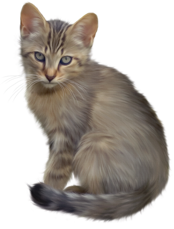 سكرابز قطط كيوت ، سكرابز للتصميم بدون تحميل ، صور قطط روعه برابط مباشر ٢