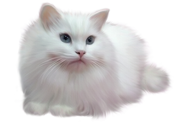 سكرابز قطط كيوت ، سكرابز للتصميم بدون تحميل ، صور قطط روعه برابط مباشر
