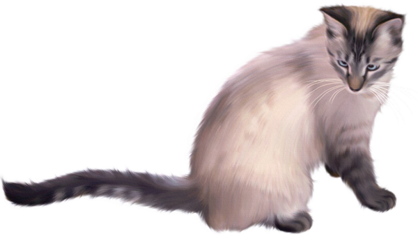 سكرابز قطط كيوت ، سكرابز للتصميم بدون تحميل ، صور قطط روعه برابط مباشر