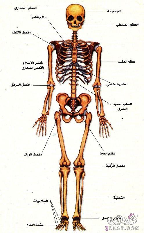 هيبة يتبرع في احسن الاحوال رسم اجهزة جسم الانسان - liannapiccetti.com