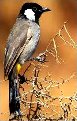 طائر النغري معلومات عن  طائر النغري صور طائر النغري