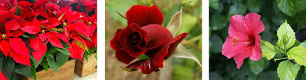 لمـحبيـن الورد .. ♥ زراعه الورد الملون .. طريقه زراعه الورد الملون ♥
