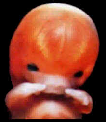 مراحل نمو الجنين بالصور الحقيقيه, مراحل تطور الجنين فيالرحم بالتفصيل المبسط,سبحان الخالق