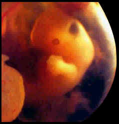 مراحل نمو الجنين بالصور الحقيقيه, مراحل تطور الجنين فيالرحم بالتفصيل المبسط,سبحان الخالق