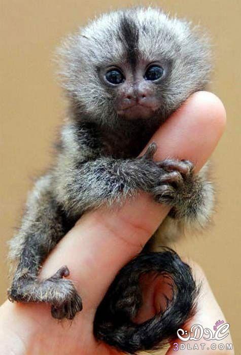 اصغر حيوانات في العالم,تعرفي علي اقزام الحيوانات ,اصغر الحيوانات حجما بالعالم