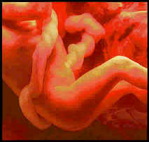 رد: مراحل نمو الجنين بالصور الحقيقيه, مراحل تطور الجنين فيالرحم بالتفصيل المبسط,سبحان الخالق