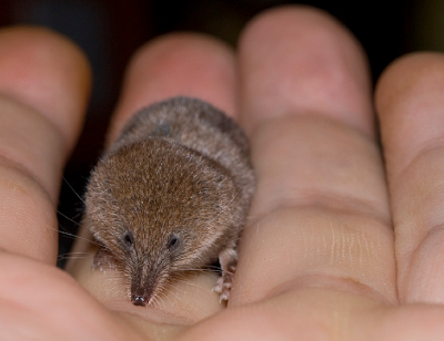 اصغر حيوانات في العالم,تعرفي علي اقزام الحيوانات ,اصغر الحيوانات حجما بالعالم
