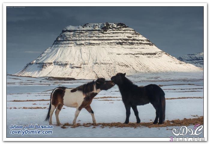 الخيول الايسلنديه صور الخيول الايسلنديه معلومات عن الخيول الايسلنديه