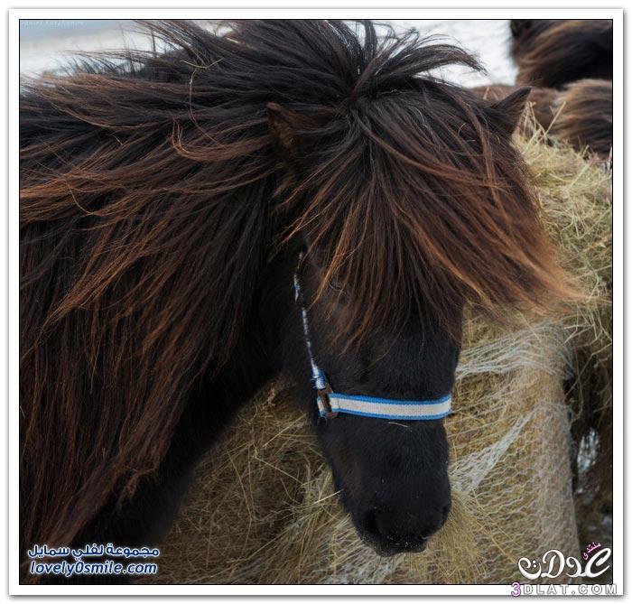 الخيول الايسلنديه صور الخيول الايسلنديه معلومات عن الخيول الايسلنديه