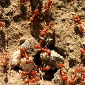 تعرف على نمل النار 2024 ، صور نمل النار 2024 ، معلومات عن نمل النار 2024