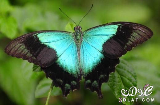 اجمل صور فراشات طبيعيه ,اروع واجمل الفراشات الطبيعيه الناردة