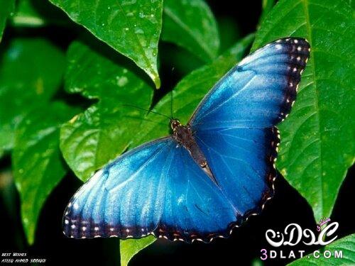 اجمل صور فراشات طبيعيه ,اروع واجمل الفراشات الطبيعيه الناردة