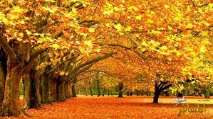جمال اللون الذهبي في فصل الخريف . اجمل صور الاشجار بالاوراق الذهبية في فصل الخريف