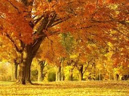 جمال اللون الذهبي في فصل الخريف . اجمل صور الاشجار بالاوراق الذهبية في فصل الخريف