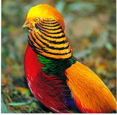 اجمل صور حيوانات طبيعيه, اروع واجمل صور حيوانات وطيور طبيعيه