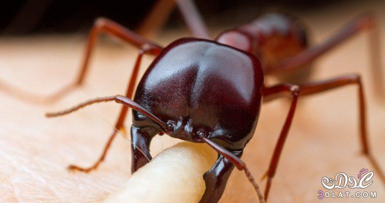 أخطر 10انواع النمل بالصور,تعرفي علي أخطر 10 أنواع من النمل في العالم بالصور,ما هو اخطر انواع النمل في العالم