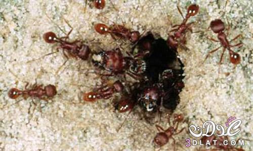  أخطر 10انواع النمل بالصور, 3dlat.net_18_17_b6da_73cadf98b84d3
