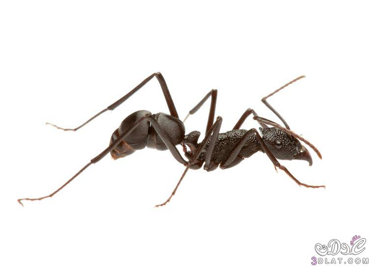 أخطر 10انواع النمل بالصور,تعرفي علي أخطر 10 أنواع من النمل في العالم بالصور,ما هو اخطر انواع النمل في العالم