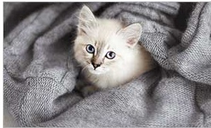 صور قطط,خلفيات مميزة,Wallpaper Images, مجموعة خلفيات وصور مختلفة,قطط جميلة وكيوت