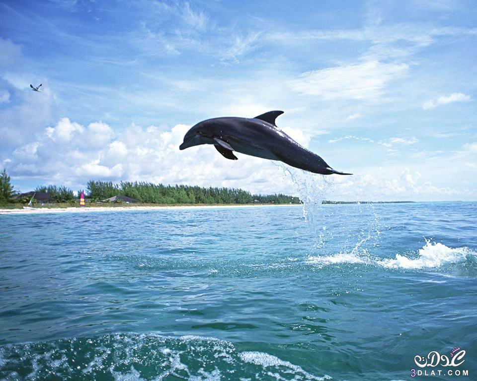 صور دلافين,اجمل صور دلافين,صور دلافين طبيعية,صور دلافين2024