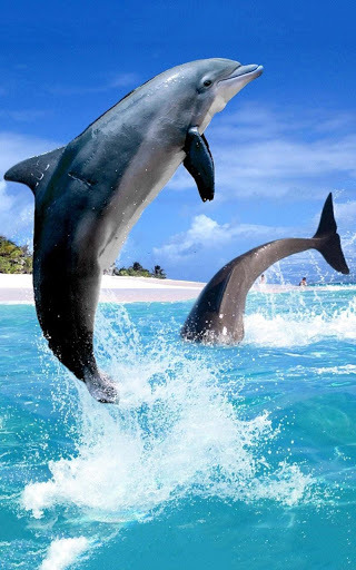 صور دلافين,اجمل صور دلافين,صور دلافين طبيعية,صور دلافين2024