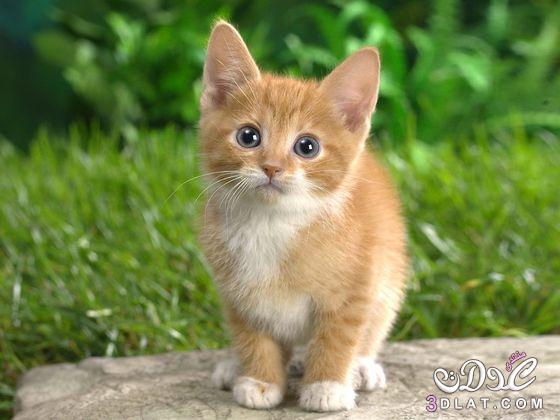 صور قطط جميلة جدا 2024,  أجمل صور القطط في العالم 2024, صور قطط كيوت 2024