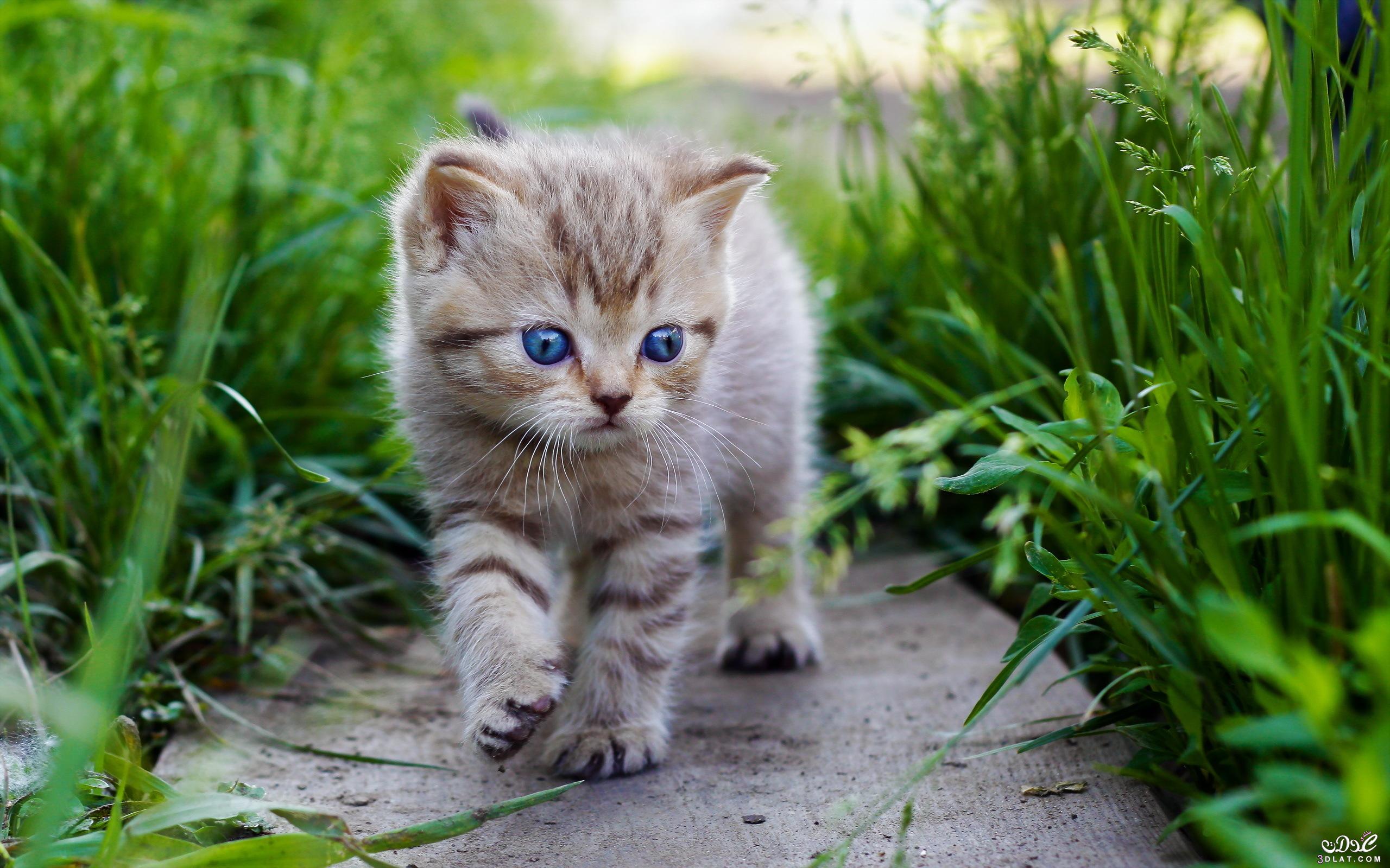 صور قطط جميلة جدا 2024,  أجمل صور القطط في العالم 2024, صور قطط كيوت 2024