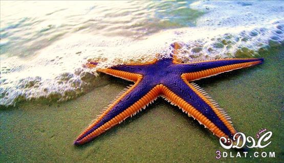 نجوم البحر