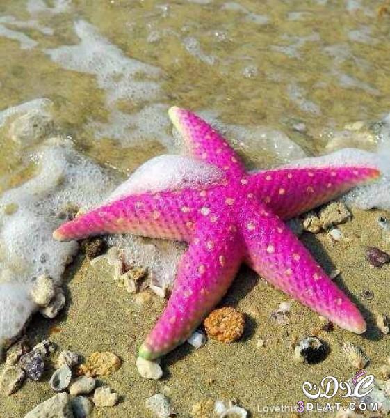 نجوم البحر