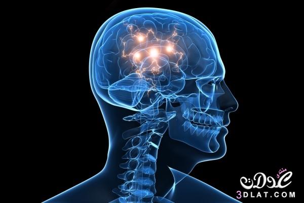 دراسات للعلماء تثبت وجود دماغ ثالث في جسم الإنسان ..!