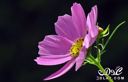 باقة من اجمل صور الورود 2024, صور ورود وازهار جميله , بالوانها الطبيعيه ,  باقة من ا