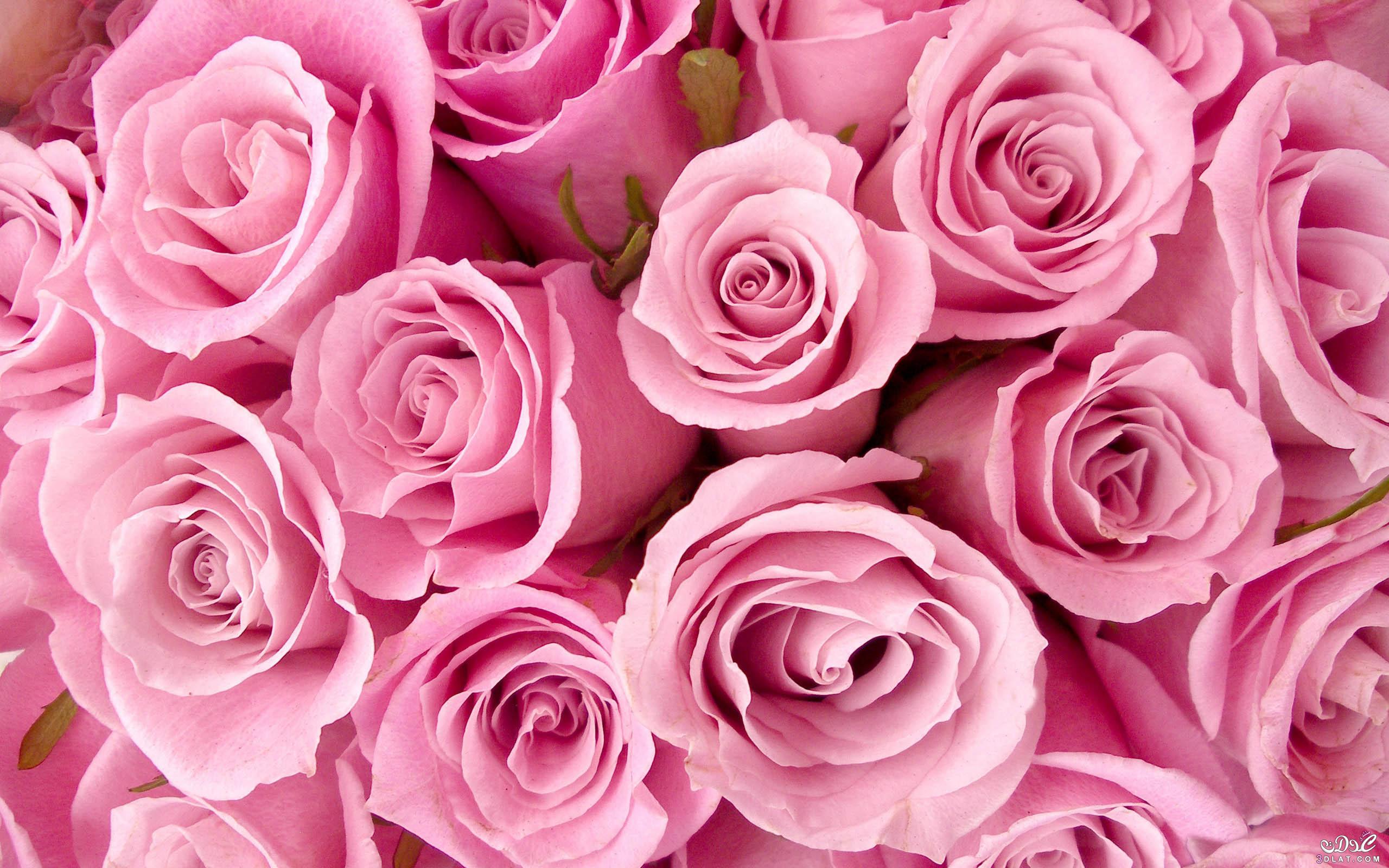 فوائد الورد الجوري, تعرفي علي اهم فوائد الورد الجوري,استخدامات الورد الجوري للصحه
