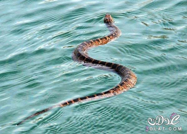 ثعبان البحر (موكاسين ) وخطر لدغته على الإنسان,تعرفي علي اخطر انواع الثعابين علي وجه الارض
