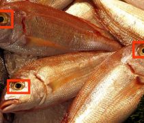 الأسماك الفاسدة,كيفية التعرف على الأسماك الفاسدة,الفوائدالغذائية و الصحية بالاسماك