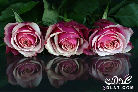 صور ورود رومانسية 2024 للعشاق , الورود من أجمل الهدايا, خلفيات من ألأزهار