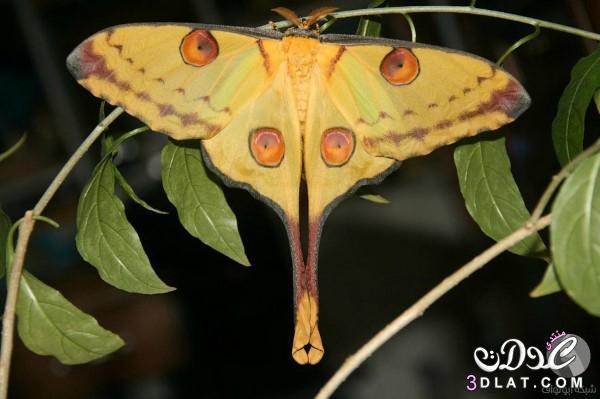 الفراشة المذنبة بالصور , معلومات عن فراشة مدغشقر,الفراشة المذنبة او Argema mittrei