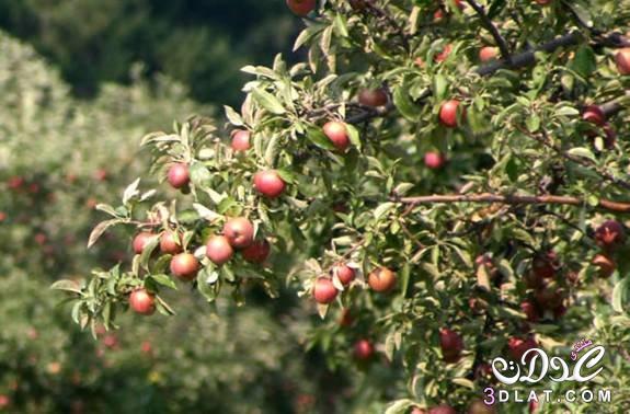 صور لشجرة التفاح , شجرة التفاح بالصور , شجرة التفاح