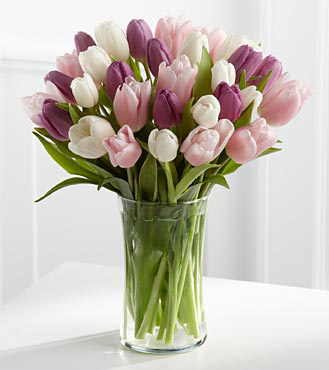 صور لزهرة التيوليب الرقيقة.اجمل صور لاجمل زهرة بألونها الرائعه.صور متعددة لزهرة التيوليب