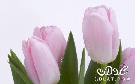 صور لزهرة التيوليب الرقيقة.اجمل صور لاجمل زهرة بألونها الرائعه.صور متعددة لزهرة التيوليب
