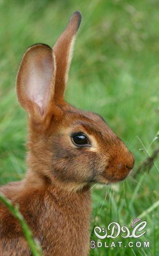 جميع انواع الأرانب بالصور ومعلومات عن كل نوع